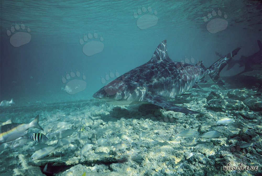 Bull Shark - Majestic Sea Creature off Walker's Cay