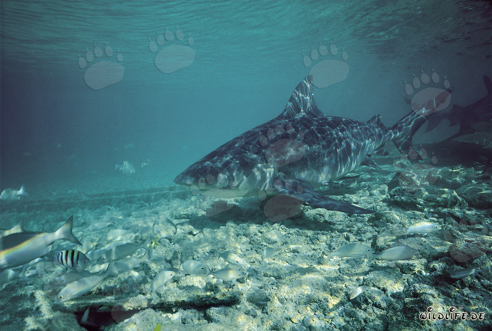 Bullenhai - Majestät der Meere vor Walker's Cay