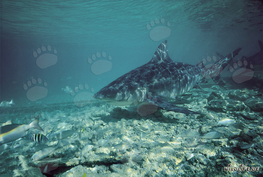 Requin taureau - Majesté des mers devant Walker's Cay