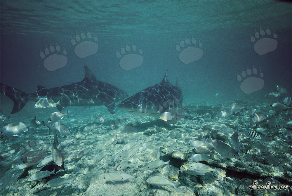 Two majestic Bull Sharks off Walker's Cay, Bahamas