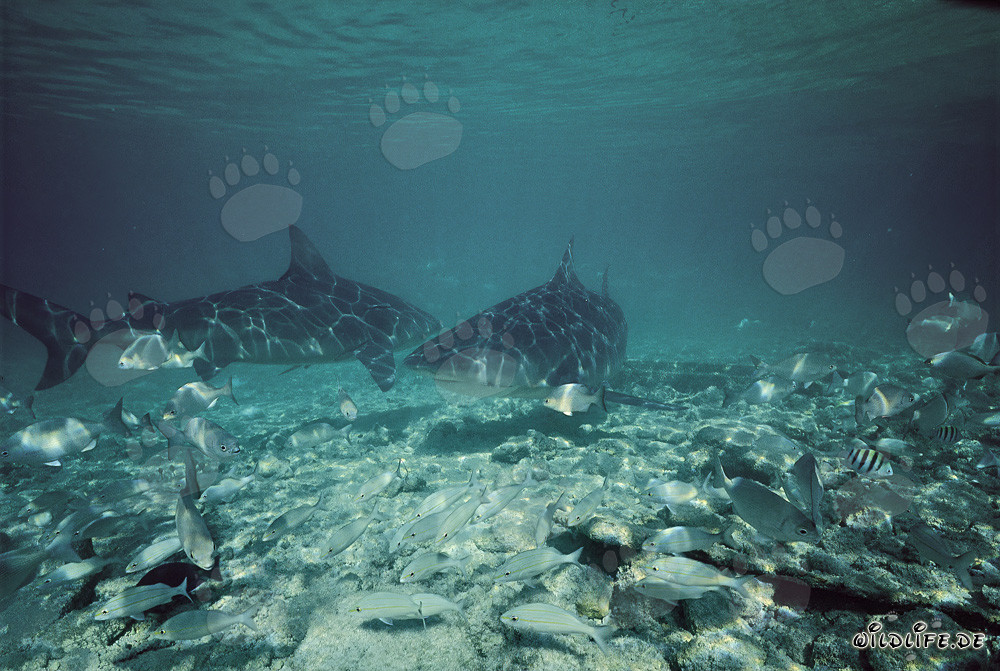 Zwei majestätische Bullenhaie vor Walker´s Cay, Bahamas