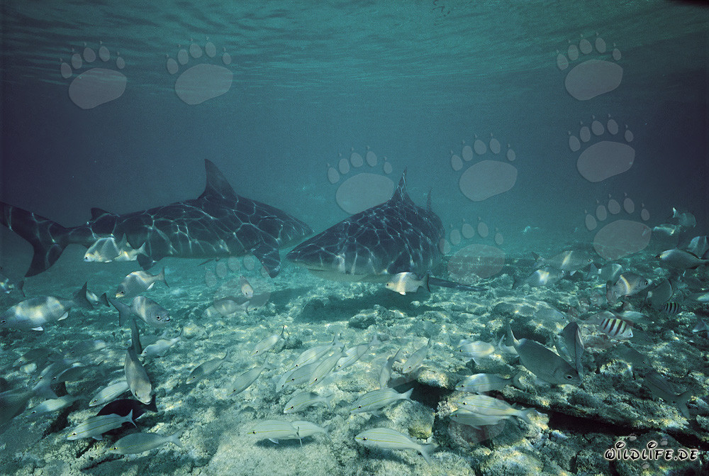 Deux majestueux requins taureaux devant Walker´s Cay, Bahamas