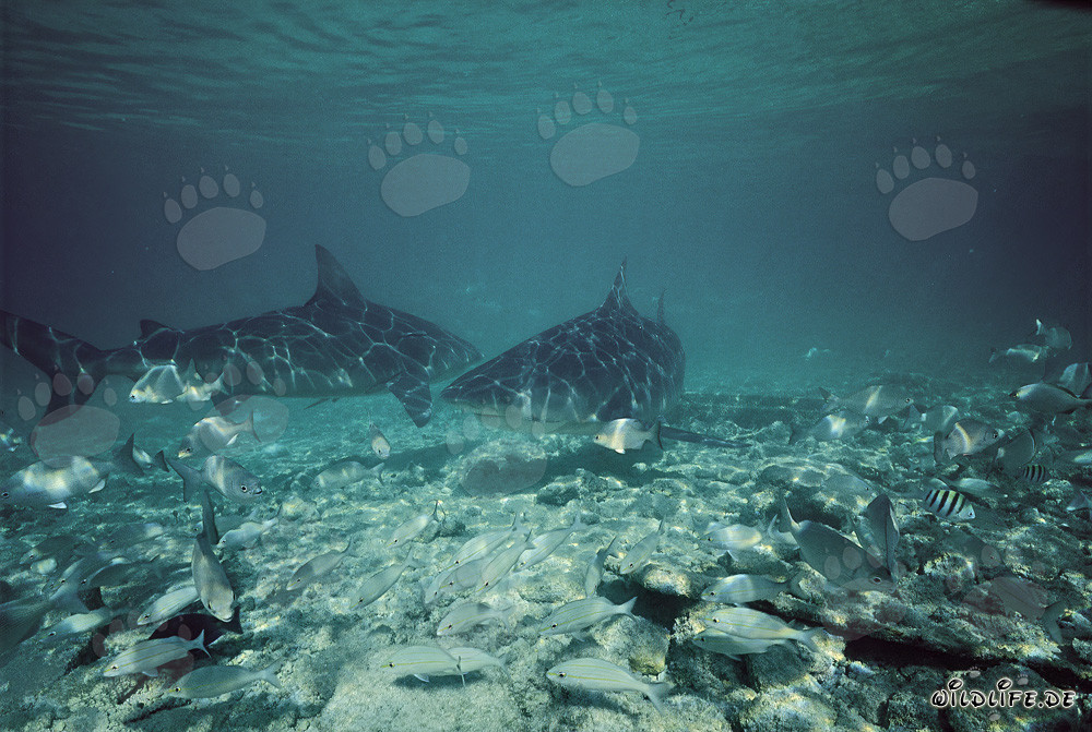 Dos majestuosos tiburones toro frente a Walker´s Cay, Bahamas