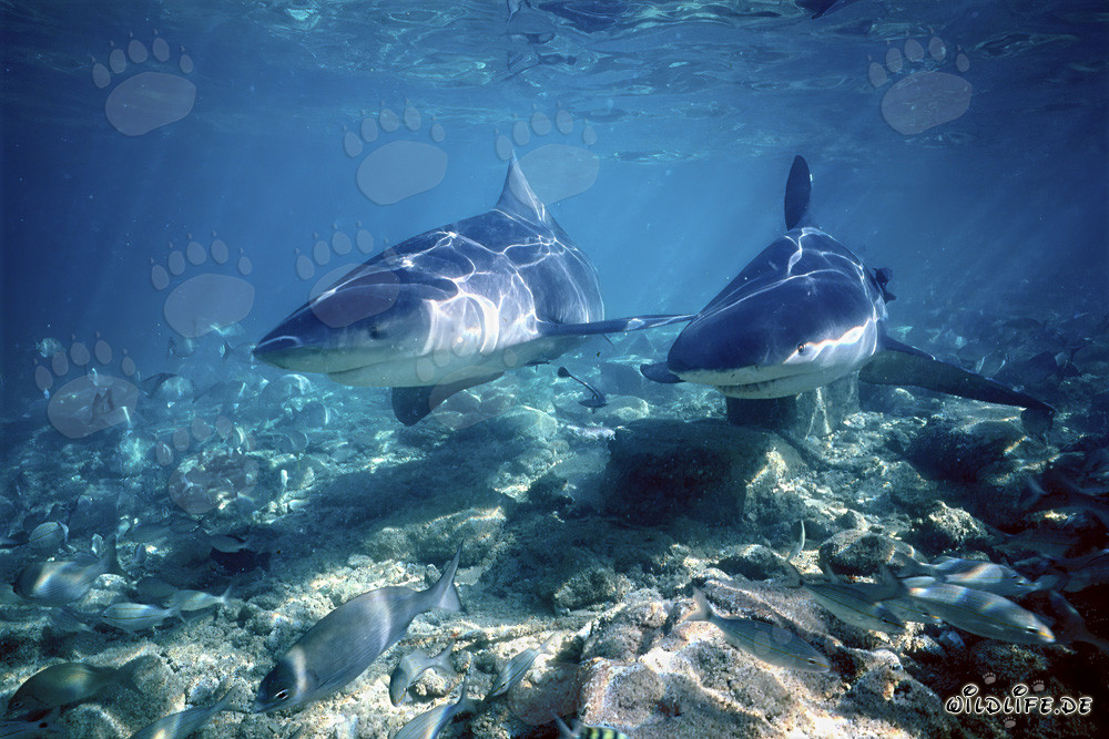 Two impressive Bull Sharks hunting in shallow waters