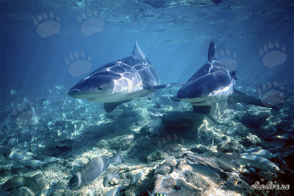 Zwei imposante Bullenhaie beim Jagen im seichten Wasser