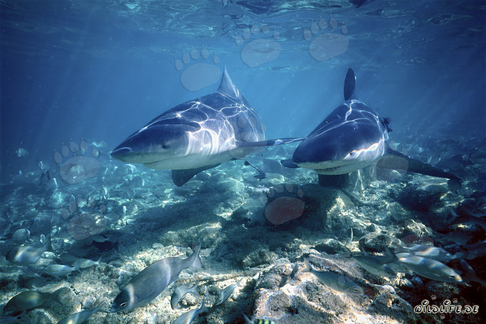 Deux impressionnants requins bouledogues chassant dans les eaux peu profondes