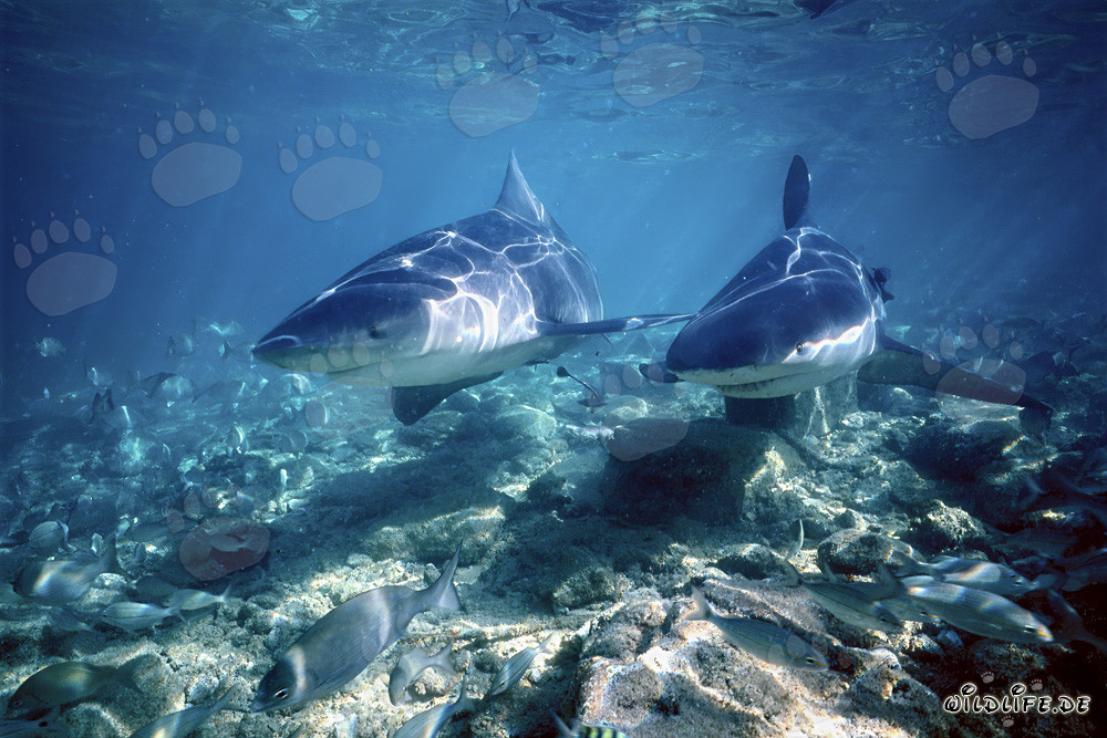 Dos impresionantes tiburones toro cazando en aguas poco profundas