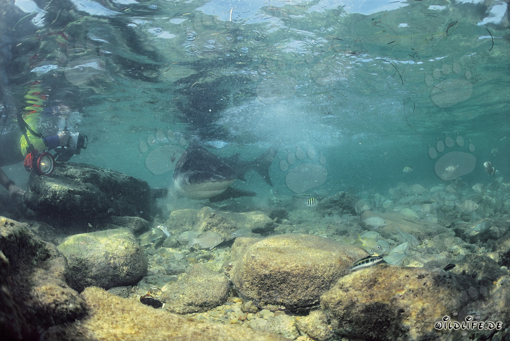 Bullenhai auf Nahrungssuche mit Unterwasserfotograf