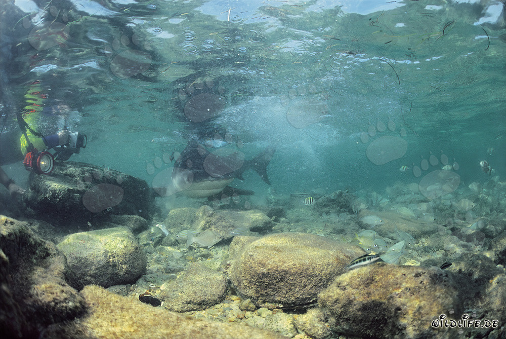 Requin taureau en quête de nourriture avec un photographe sous-marin