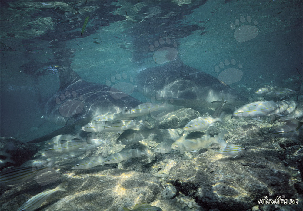 Fascinating Bull Sharks and their habitat