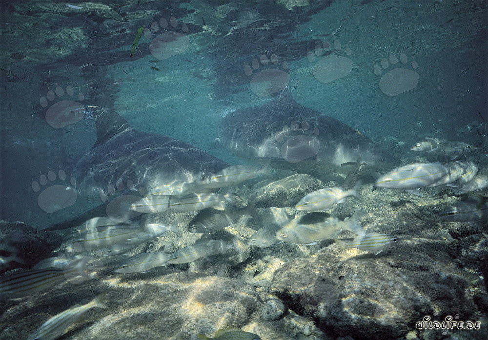 Requins taureaux fascinants et leur habitat