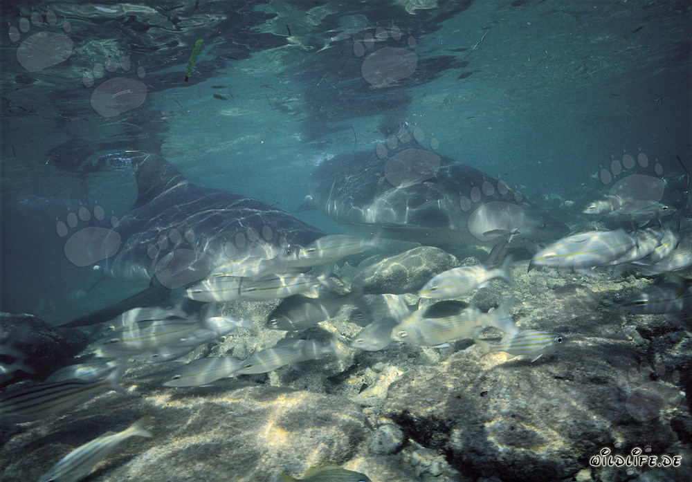 Fascinanti squali toro e il loro habitat