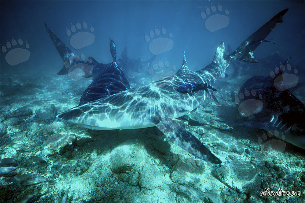 Lemon shark and Bull sharks hunting for food in the Bahamas