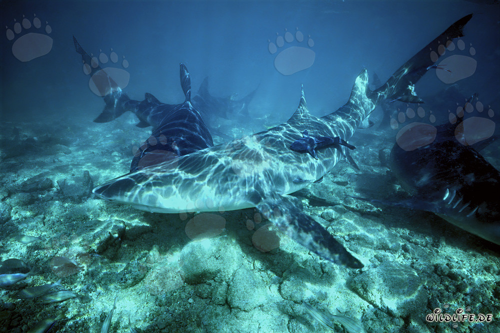 Requins citron et bouledogues à la recherche de nourriture aux Bahamas