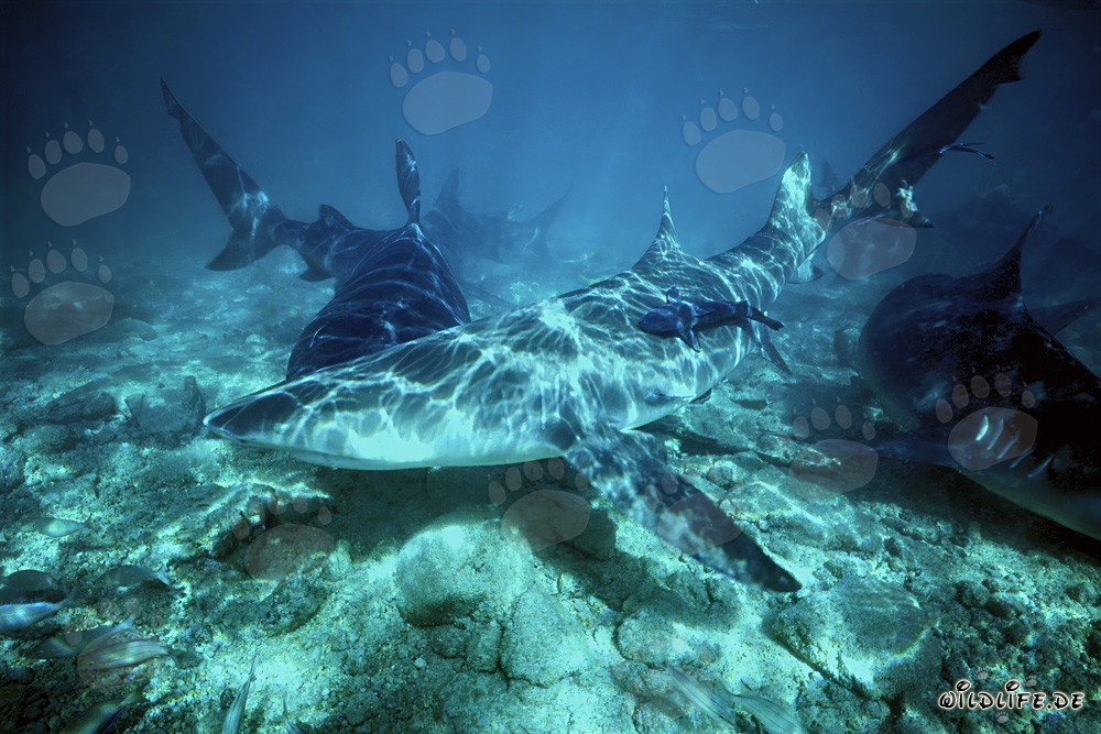 Zitronenhai und Bullenhaie auf Nahrungssuche in den Bahamas