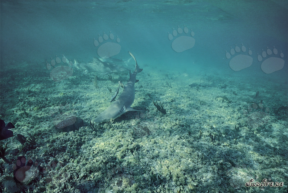 Fascinating Encounter: Lemon- and Blacktip Sharks in Shallow Water