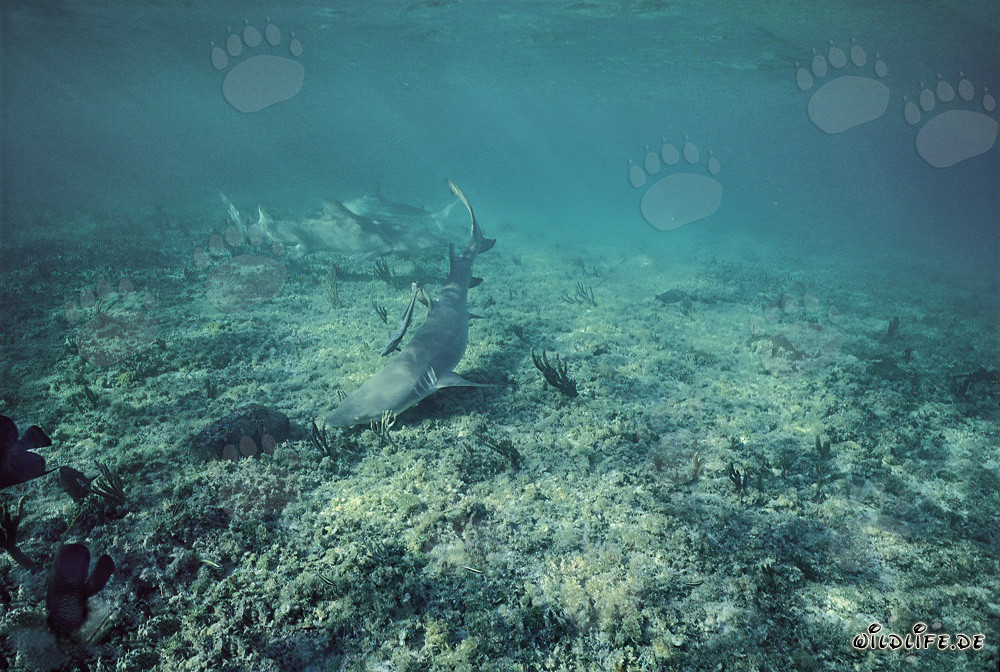 Rencontre fascinante : requins citron et pointes noires dans les eaux peu profondes