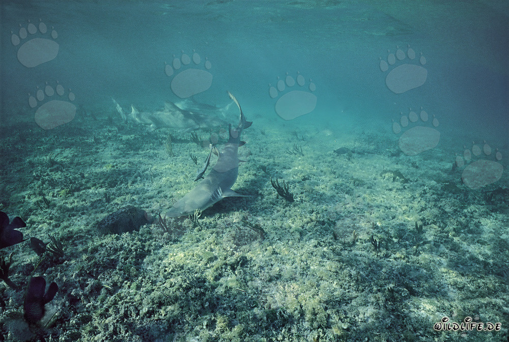 Encuentro fascinante: tiburones limón y puntas negras en aguas poco profundas