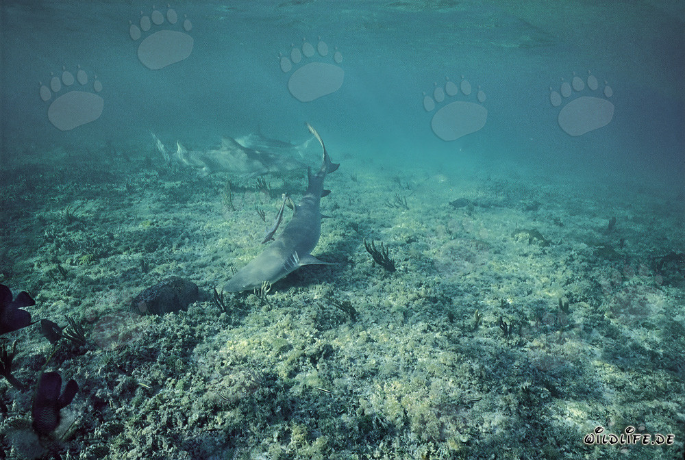 Faszinierende Begegnung mit Zitronen- und Schwarzspitzenhaien im Flachwasser von Walker's Cay