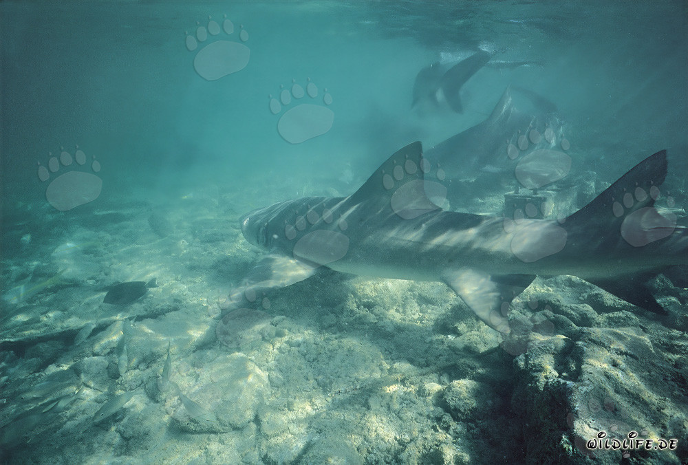 Lemon Shark and Bull Sharks hunting in shallow water