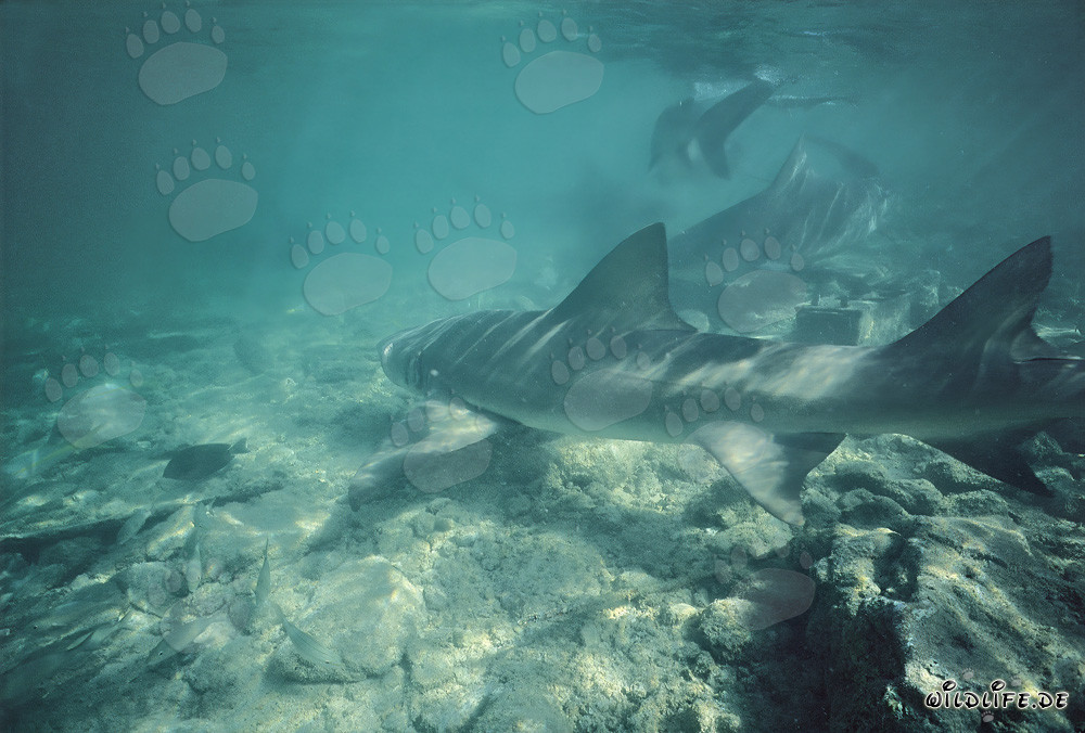 Requin citron et requins taureaux chassant dans les eaux peu profondes