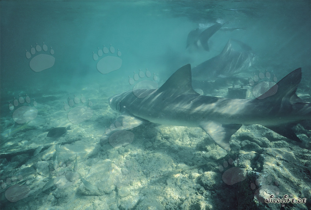 Tiburón limón y tiburones toro cazando en aguas poco profundas