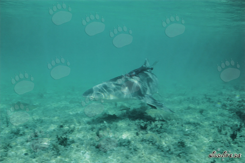 Lemon Shark (Negaprion brevirostris) searching for food over bright seabed