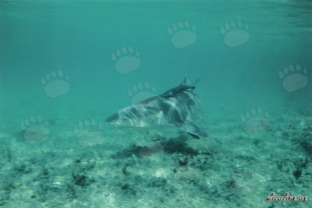 Requin citron (Negaprion brevirostris) à la recherche de nourriture sur le fond marin clair