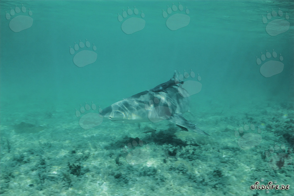 Tiburón limón (Negaprion brevirostris) en busca de alimento sobre el fondo marino claro