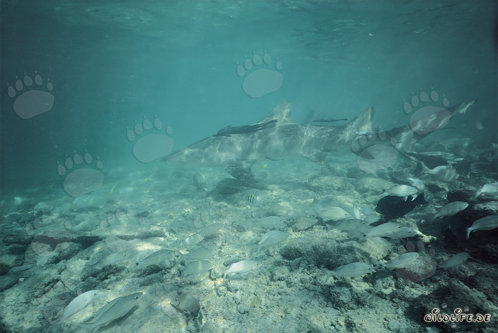 Lemon Shark (Negaprion brevirostris) foraging in shallow waters off Walker´s Cay