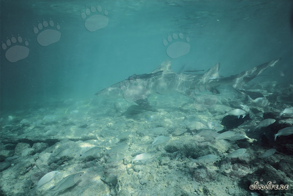 Requin citron (Negaprion brevirostris) à la recherche de nourriture dans les eaux peu profondes de Walker´s Cay