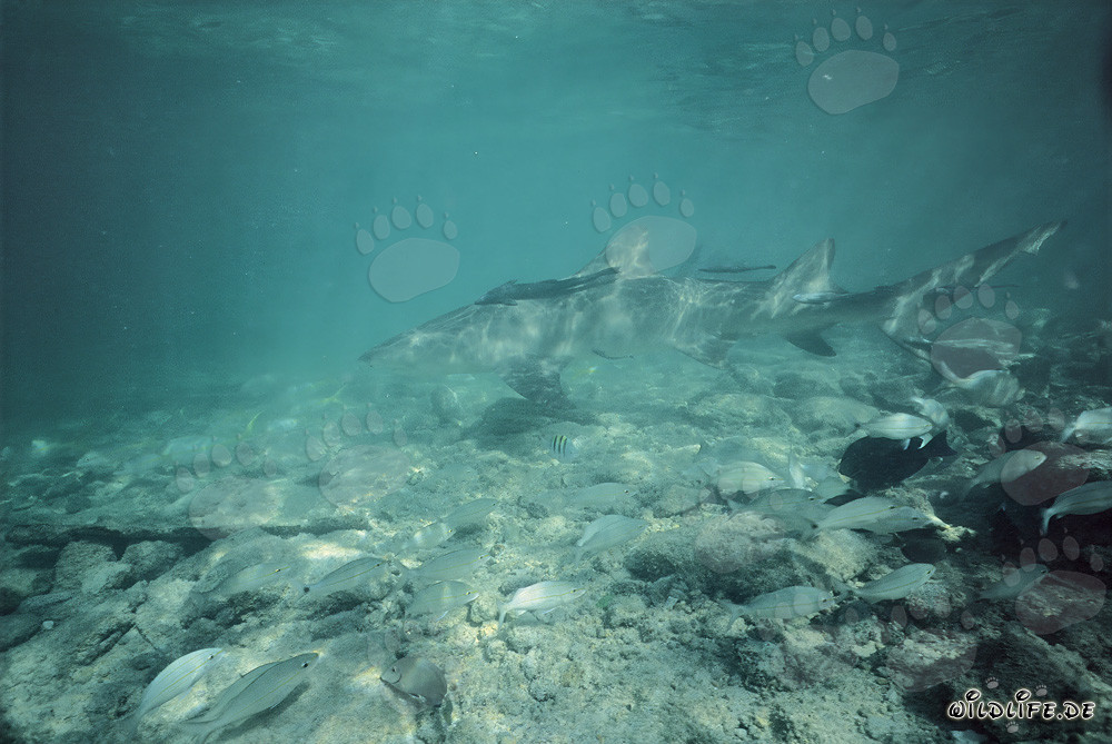 Tiburón limón (Negaprion brevirostris) en busca de alimento en aguas poco profundas frente a Walker´s Cay