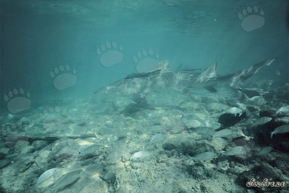 Zitronenhai (Negaprion brevirostris) auf Nahrungssuche im seichten Wasser vor Walker´s Cay