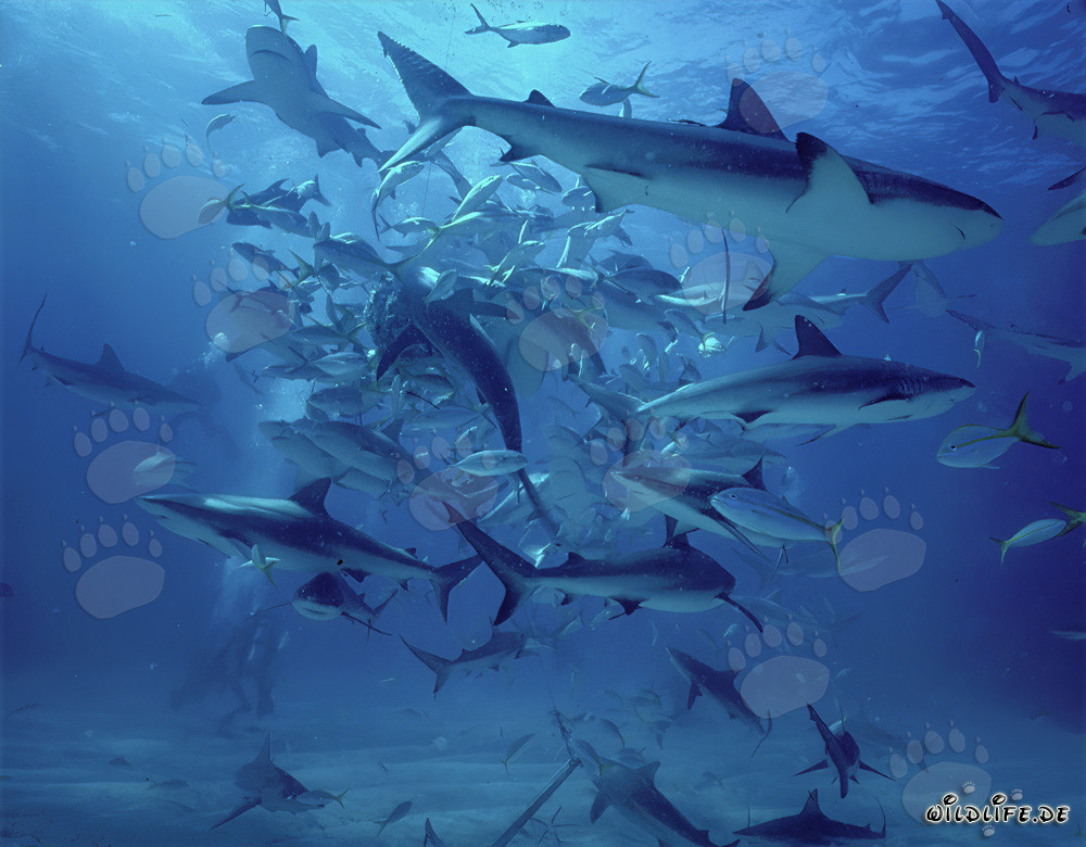 Fascinating Shark Rodeo with Caribbean Reef Sharks and Blacktip Sharks