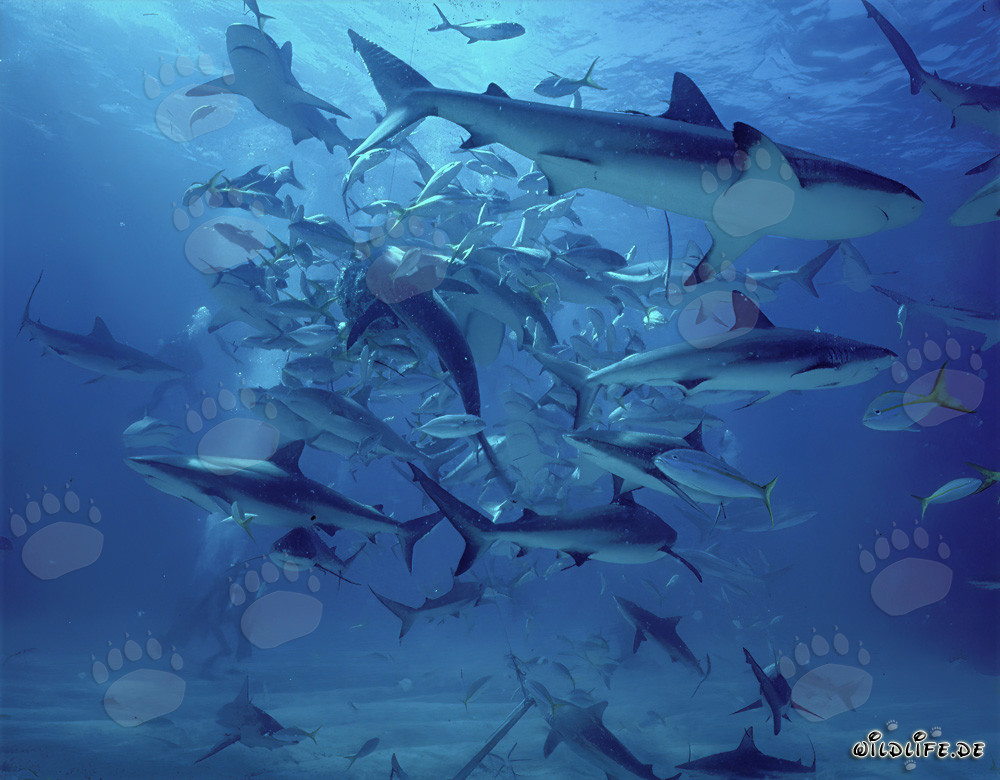 Fascinant rodeo de requins avec requins des Caraïbes et pointes noires aux Bahamas
