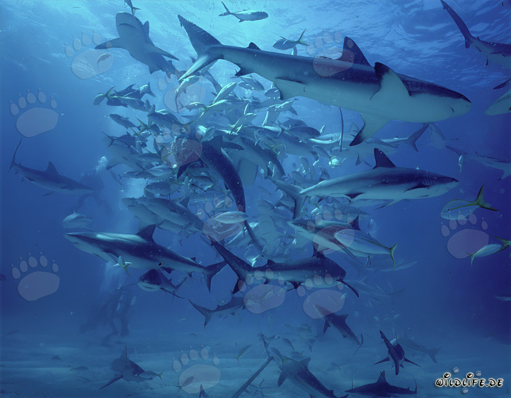 Affascinante rodeo di squali con squali dei Caraibi e pinne nere alle Bahamas