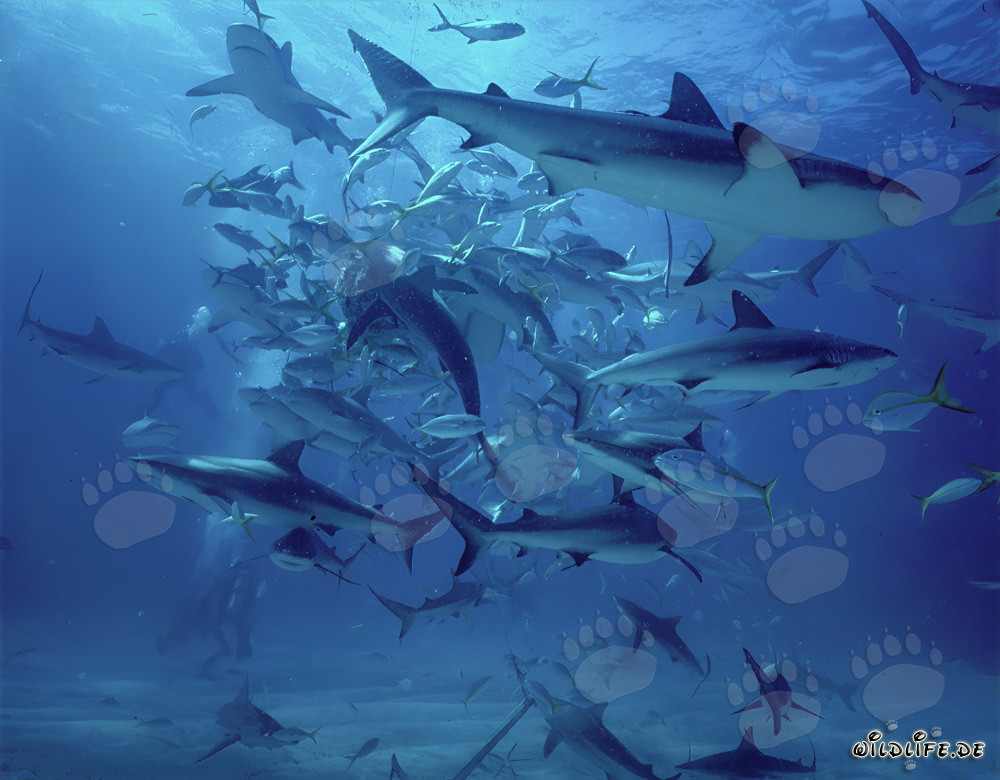 Fascinante rodeo de tiburones con tiburones del Caribe y puntas negras en las Bahamas