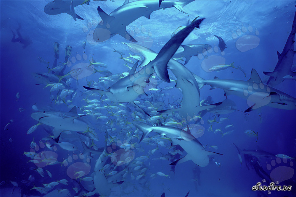 Caribbean Reef Sharks and Blacktip Sharks at Shark Rodeo
