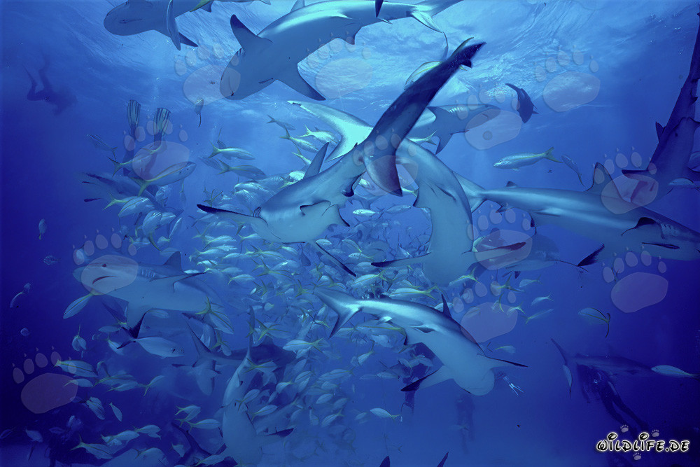 Karibische Riffhaie und Schwarzspitzenhaie beim Shark Rodeo