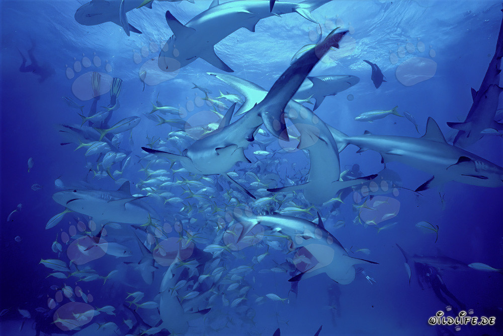 Requins des récifs des Caraïbes et requins à pointes noires au Shark Rodeo