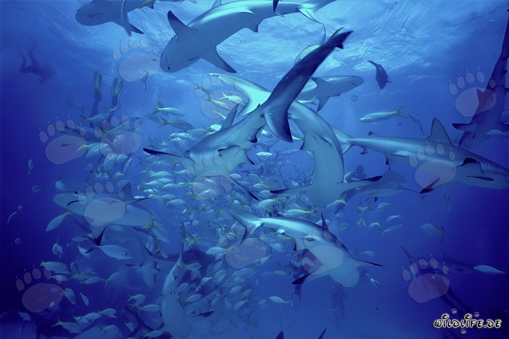 Squali dei coralli dei Caraibi e squali punta nera allo Shark Rodeo