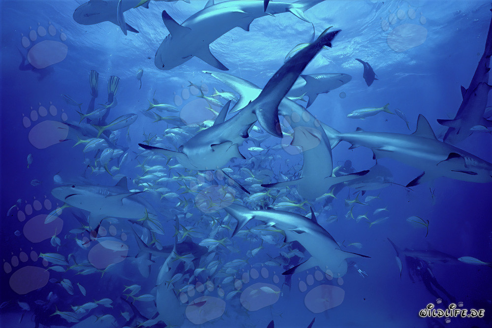 Tiburones de arrecife del Caribe y tiburones de puntas negras en el Shark Rodeo