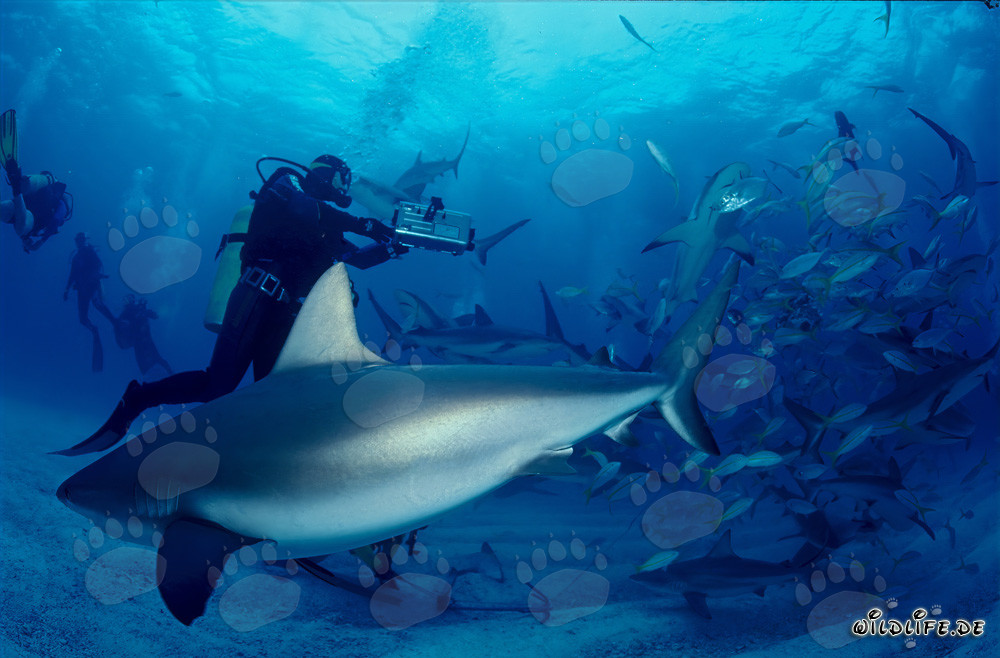 Fascinating Shark Rodeo - Caribbean Reef Sharks and Blacktip Sharks