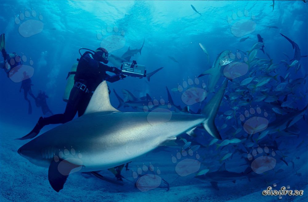 Faszinierendes Shark Rodeo mit Karibischen Riffhaien und Schwarzspitzenhaien