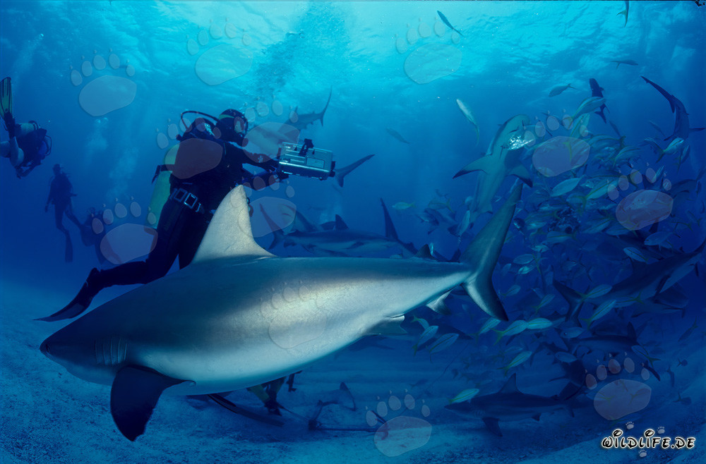 Fascinant rodéo de requins avec requins des Caraïbes et requins à pointes noires