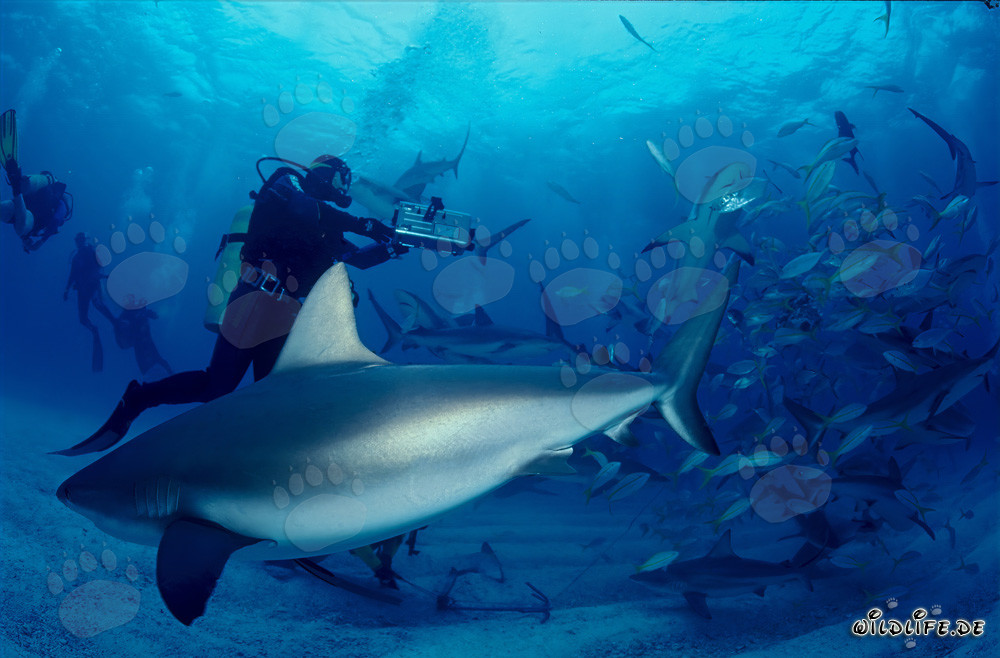 Fascinante rodeo de tiburones con tiburones de arrecife del Caribe y tiburones punta negra