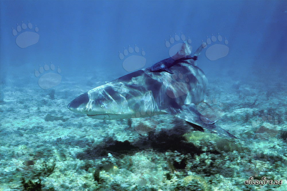 Lemon Shark in Shallow Water