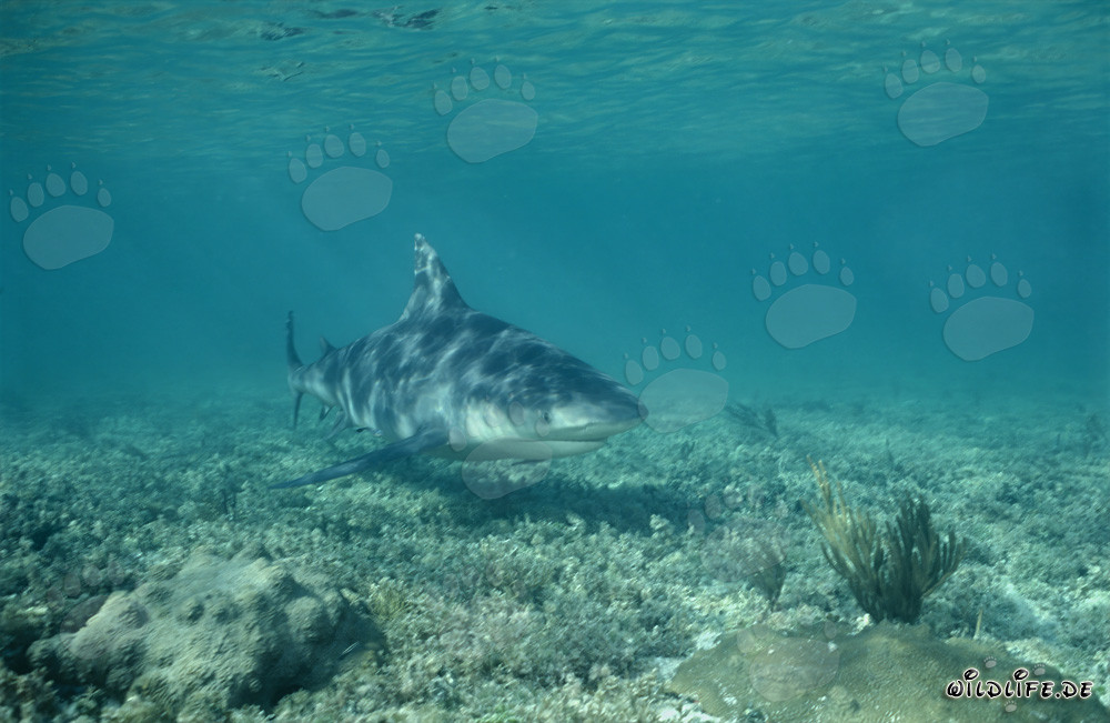 Majestic Bull Shark Emerges