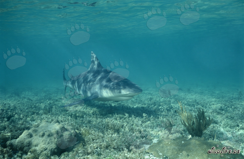 Requin-bouledogue majestueux apparaît