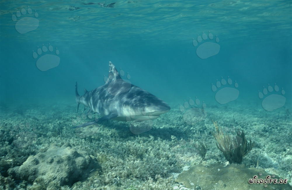 Maestoso squalo toro emerge